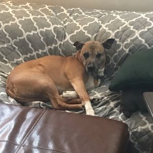 Meet your Posher, Rachel